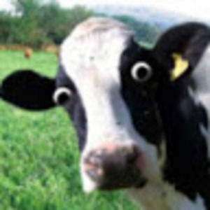 Meet your Posher, Benjamin